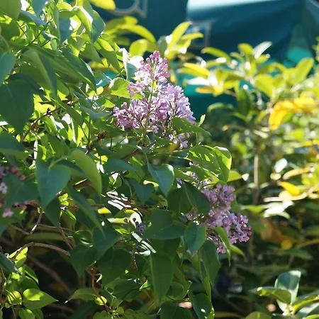 Forsthaus St. Hubertus 3* Groß Grönau